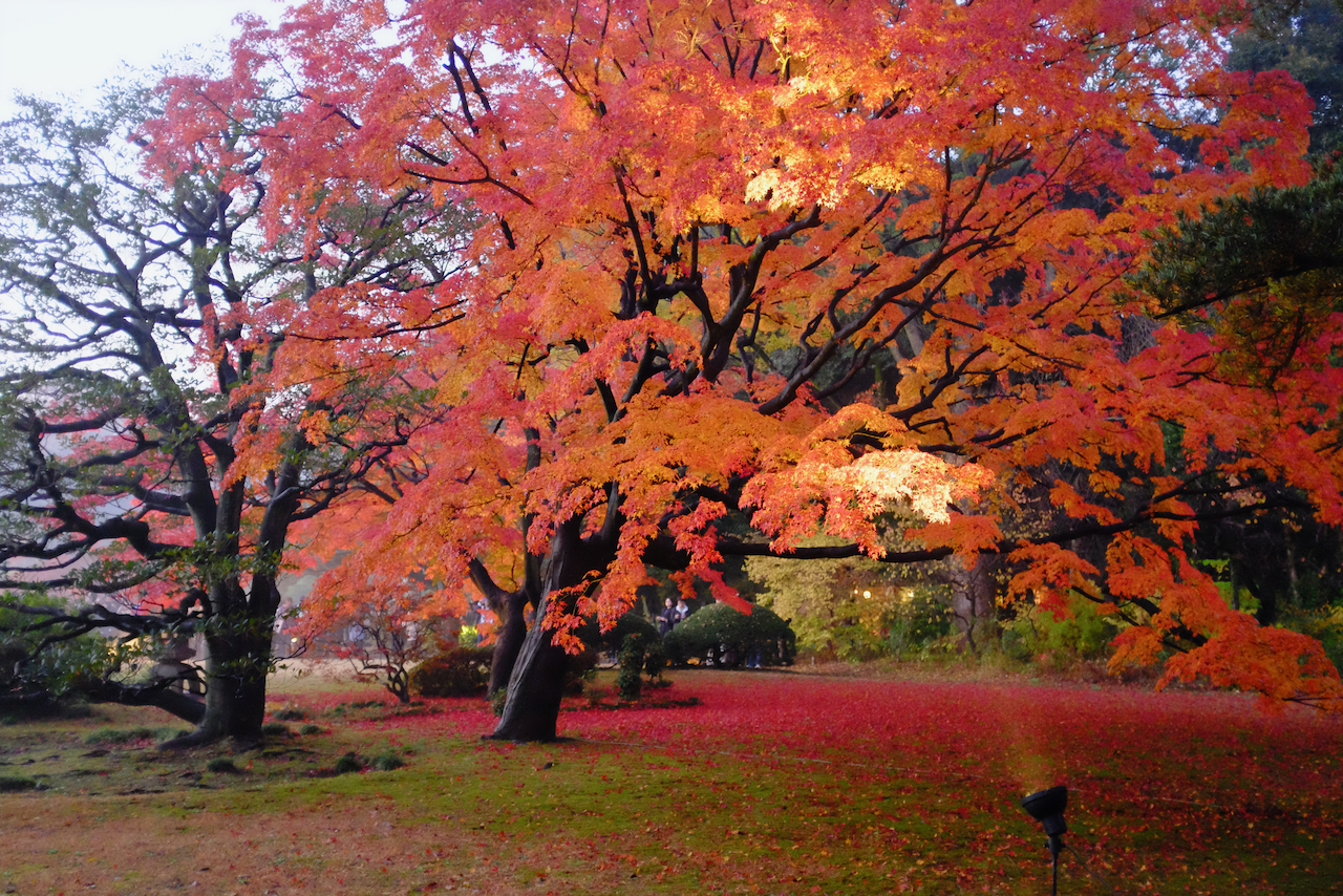 ⁨Rikugien⁩, ⁨Japan⁩